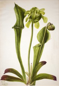 Planta jarra verde Sarracenia orephila, 1933 de Mary Vaux Walcott
