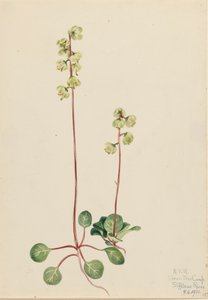 Pyrola verde, 1920