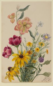 Grupo de flores de Mary Vaux Walcott