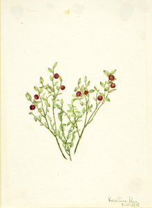 Urogallo (Vaccinium scoparium) de Mary Vaux Walcott