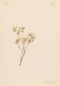 Urogallo (Vaccinum scoparium) de Mary Vaux Walcott