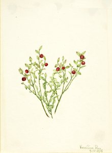 Grouse Whortleberry Vaccinium scoparium, 1918 de Mary Vaux Walcott