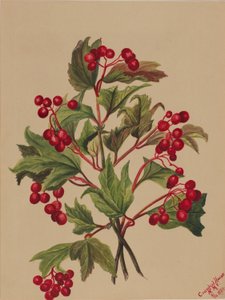 Urogallo (Viburnum americanum)