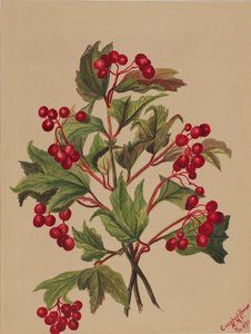 Grouseberry Viburnum americanum, 1880 de Mary Vaux Walcott