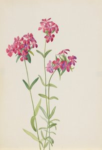 Phlox peludo Phlox amoena, ca. principios de 1930 de Mary Vaux Walcott