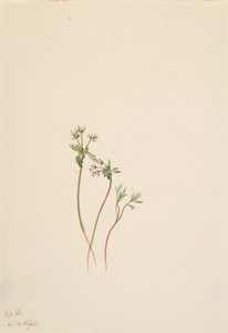 Presagio de primavera Erigenia bulbosa de Mary Vaux Walcott