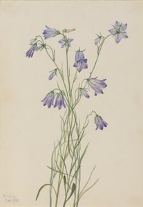 Campanilla (Campanula rotundifolia)