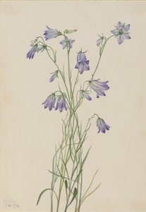 Campanilla Campanula rotundifolia, 1916