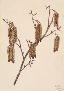 Alnus rugosa, 1920 de Mary Vaux Walcott