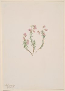 Brezo (Phyllodoce intermedia)
