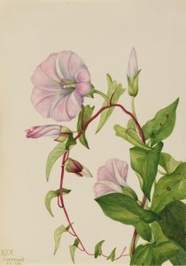Correhuela Calystegia Convolvulus sepium, 1932