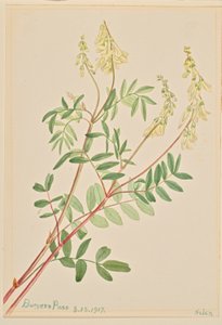 Hedysarum (Hedysarum sulphurescens) de Mary Vaux Walcott