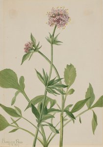 Heliotropo Valeriana Valeriana sitchensis, 1917