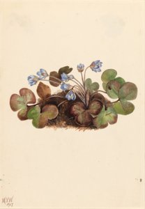 Hepática (Hepatica americana) de Mary Vaux Walcott