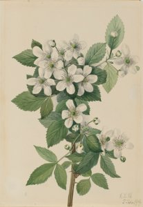 Zarzamora (Rubus argutus) de Mary Vaux Walcott