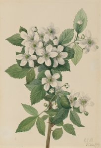 Zarza de mora Rubus argutus de Mary Vaux Walcott