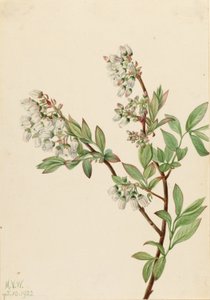 Arándano rojo (Vaccinium corymbosum) de Mary Vaux Walcott