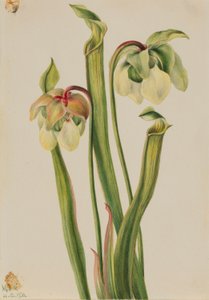 Sarracenia híbrida (Sarracenia minor) de Mary Vaux Walcott