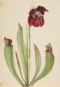 Planta jarrera híbrida (Sarracenia rubra xs purpurea venosa) de Mary Vaux Walcott