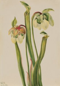 Planta jarra híbrida Sarracenia minor, 1930 de Mary Vaux Walcott