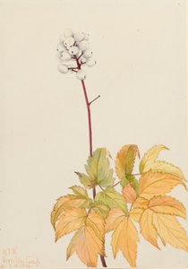 Baneberry de marfil Actaea arguta, 1922