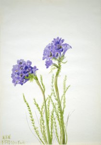 Escalera de Jacob (Polemonium viscosum) de Mary Vaux Walcott