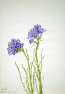 Escalera de Jacob Polemonium viscosum