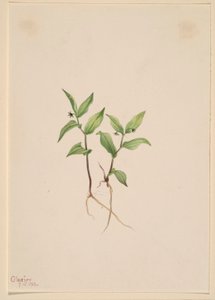 Kruhsea (Kruhsea streptopoides) de Mary Vaux Walcott