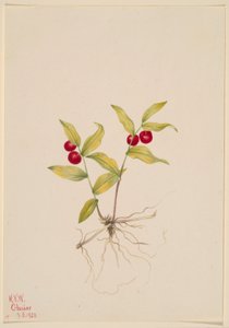 Kruhsea (Kruhsea streptopoides) de Mary Vaux Walcott
