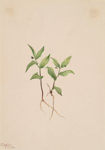 Kruhsea Kruhsea streptopoides