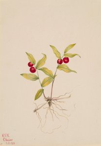 Kruhsea Kruhsea streptopoides, 1922 de Mary Vaux Walcott