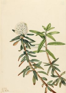 Té del Labrador (Ledum groenlandicum) de Mary Vaux Walcott