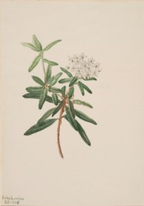 Té del Labrador (Ledum groenlandicum) de Mary Vaux Walcott