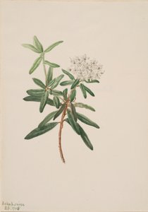 Té de Labrador Ledum groenlandicum, 1905 de Mary Vaux Walcott