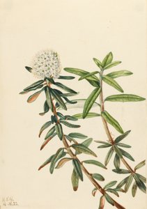 Té de Labrador Ledum groenlandicum, 1922 de Mary Vaux Walcott