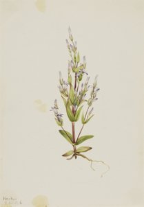 Genciana de escalera Gentiana acuta, 1916
