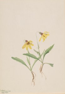 Árnica del lago Louise (Arnica louisiana) de Mary Vaux Walcott