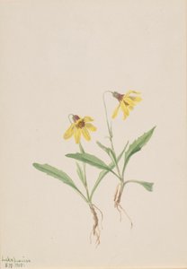 Lago Louise Arnica Arnica louisiana, 1905