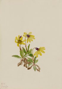 Lago Louise Arnica Arnica louisiana de Mary Vaux Walcott