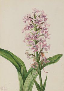 Orquídea de flecos púrpura grande Habenaria grandiflora, 1926 de Mary Vaux Walcott