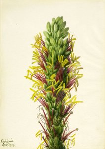 Agave lechuguilla, 1934 de Mary Vaux Walcott