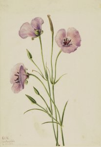 Mariposa lila (Calochortus splendens) de Mary Vaux Walcott