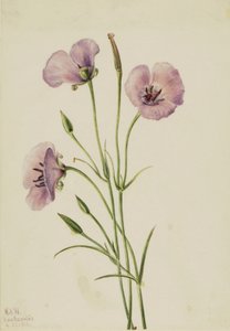 Calochortus espléndido lila
