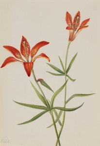 Lirio (Lilium montanum) de Mary Vaux Walcott