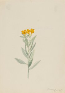 Lithospermum canescens de Mary Vaux Walcott