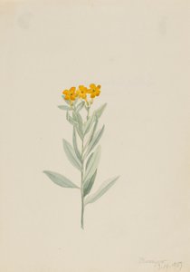 Lithospermum canescens