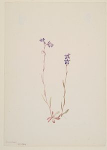 Lobelia Kalmii de Mary Vaux Walcott