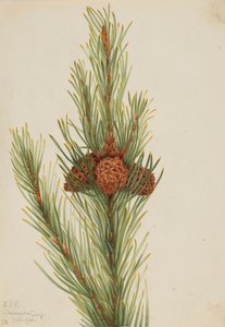 Pino de Lodgepole Pinus Contorta murrayana, 1921