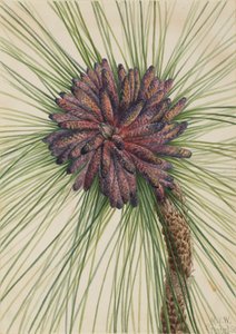 Pino de hoja larga Pinus palustris, 1929