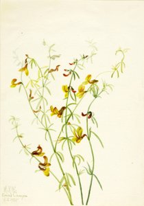 Lotus puberulus de Mary Vaux Walcott